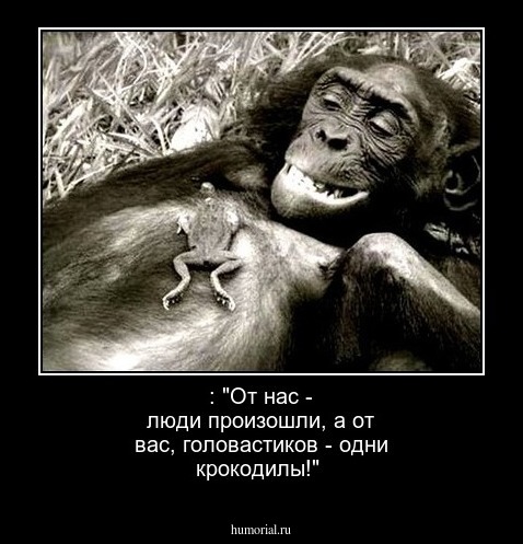 : "От нас - люди произошли, а от вас, головастиков - одни крокодилы!"