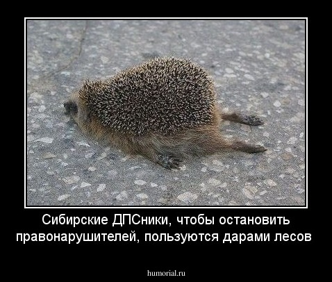 Сибирские ДПСники, чтобы остановить правонарушителей, пользуются дарами лесов