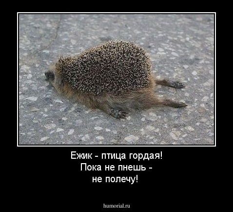 Ежик - птица гордая! Пока не пнешь - не полечу!
