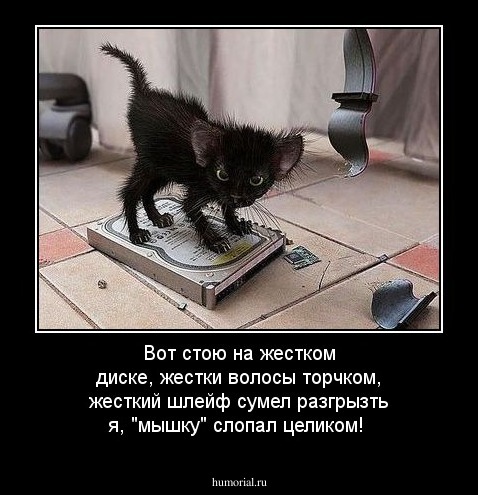 Вот стою на жестком диске, жестки волосы торчком, жесткий шлейф сумел разгрызть я, "мышку" слопал целиком!