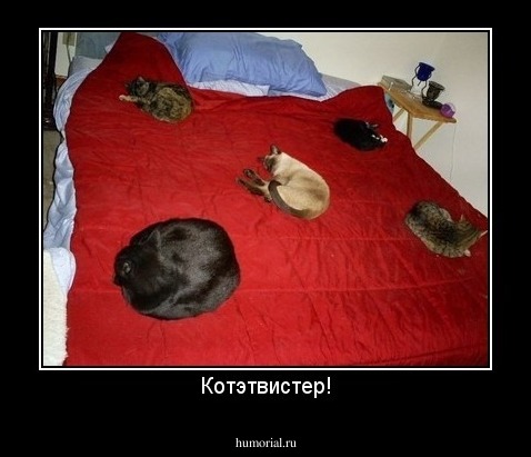 Котэтвистер!