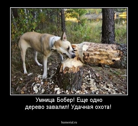 Умница Бобер! Еще одно дерево завалил! Удачная охота!