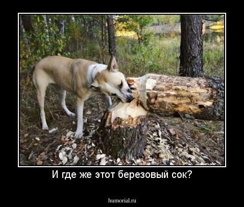 И где же этот березовый сок?