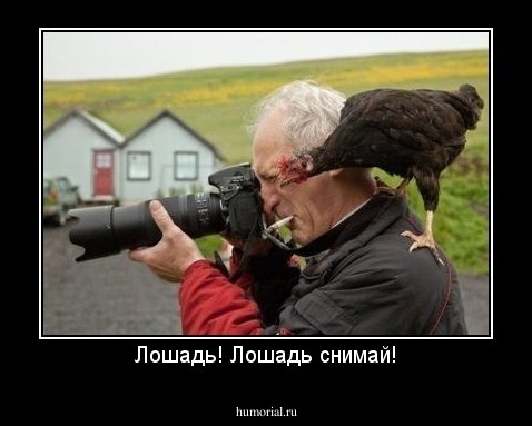 Лошадь! Лошадь снимай!