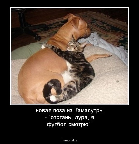 новая поза из Камасутры - "отстань, дура, я футбол смотрю"