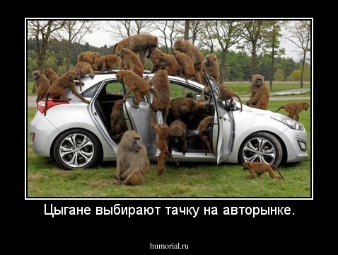 Цыгане выбирают тачку на авторынке.