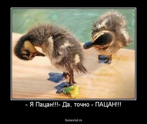 - Я Пацан!!!- Да, точно - ПАЦАН!!!