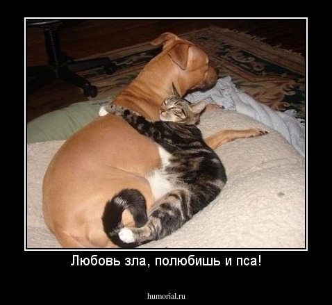 Любовь зла, полюбишь и пса!