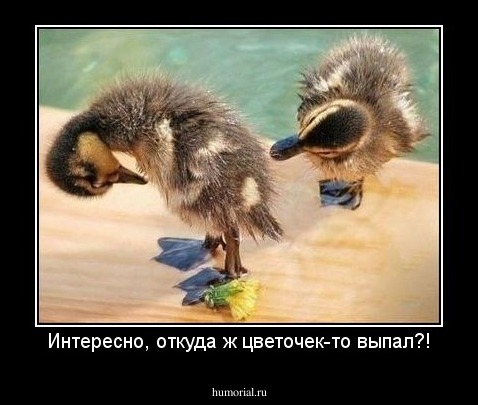 Интересно, откуда ж цветочек-то выпал?!