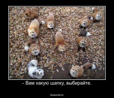 - Вам какую шапку, выбирайте.
