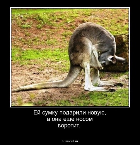 Ей сумку подарили новую, а она еще носом воротит. 