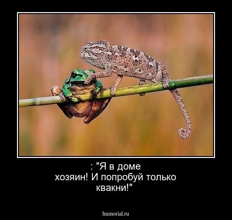 : "Я в доме хозяин! И попробуй только квакни!"