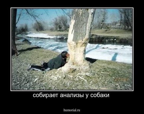 собирает анализы у собаки 
