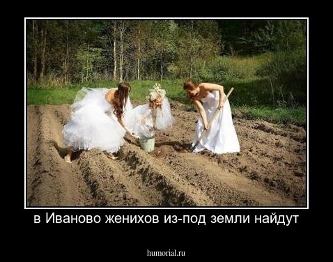 в Иваново женихов из-под земли найдут