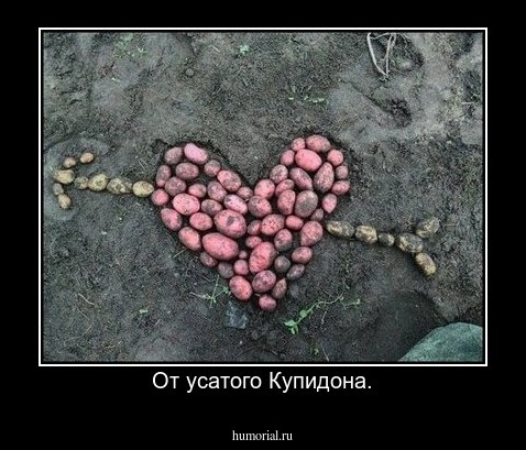 От усатого Купидона.