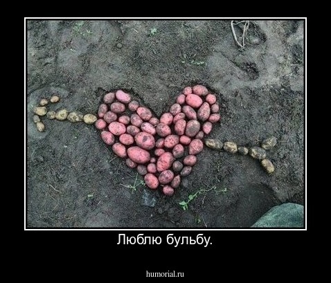 Люблю бульбу.
