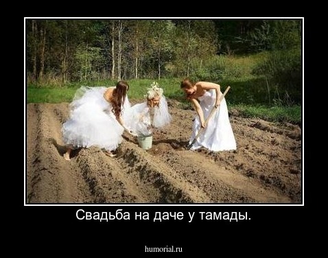 Свадьба на даче у тамады.