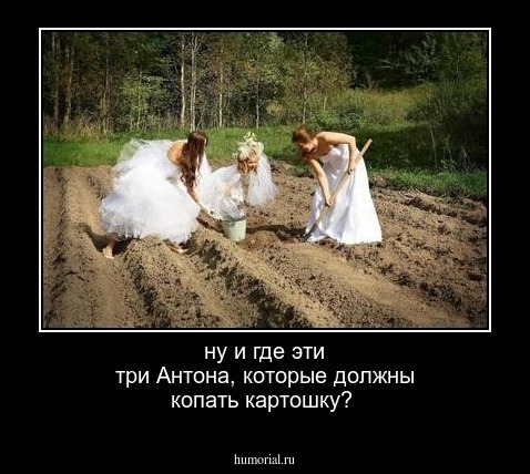 ну и где эти три Антона, которые должны копать картошку?