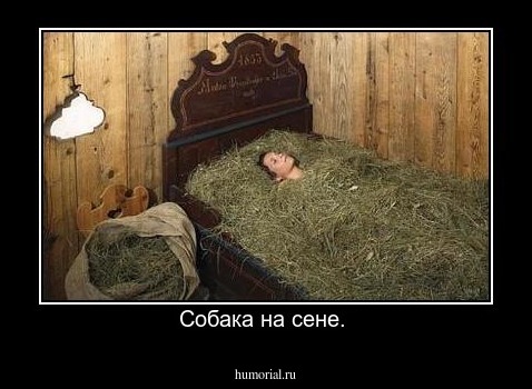 Собака на сене. 
