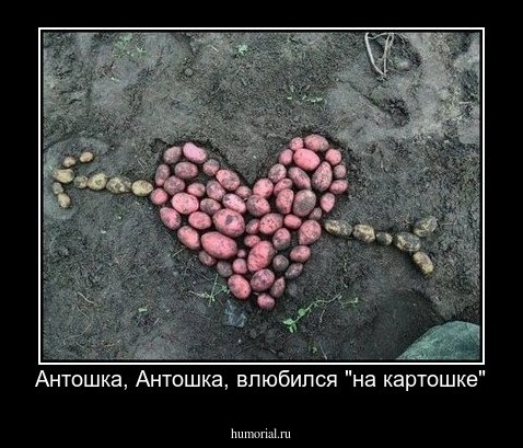 Антошка, Антошка, влюбился "на картошке"