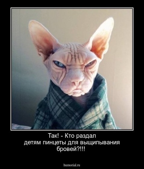 Так! - Кто раздал детям пинцеты для выщипывания бровей?!!!