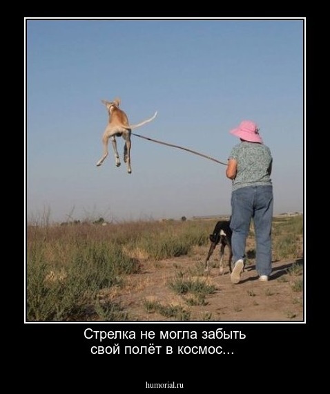 Стрелка не могла забыть свой полёт в космос...