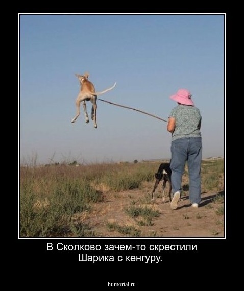 В Сколково зачем-то скрестили Шарика с кенгуру.