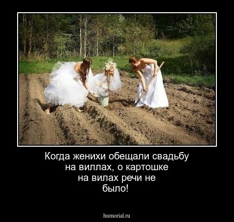 Когда женихи обещали свадьбу на виллах, о картошке на вилах речи не было!