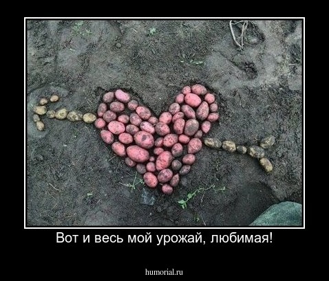 Вот и весь мой урожай, любимая!