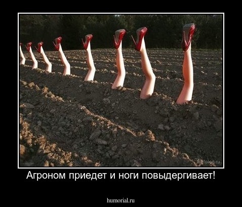 Агроном приедет и ноги повыдергивает!