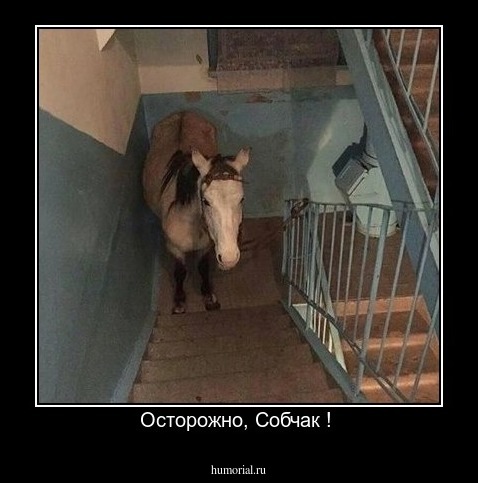 Осторожно, Собчак ! 