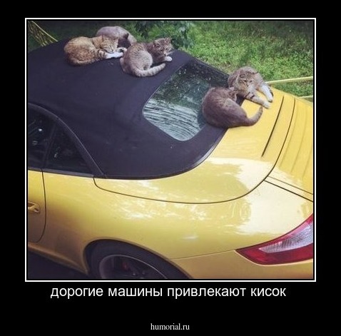 дорогие машины привлекают кисок 