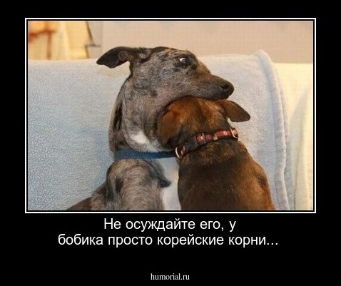 Не осуждайте его, у бобика просто корейские корни... 