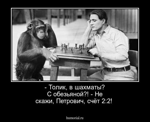  - Толик, в шахматы? С обезьяной?! - Не скажи, Петрович, счёт 2:2!