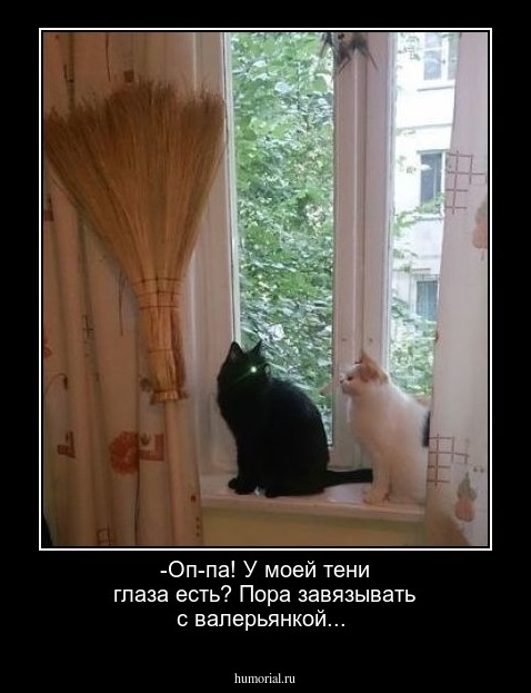 -Оп-па! У моей тени  глаза есть? Пора завязывать с валерьянкой...