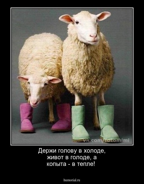 Держи голову в холоде, живот в голоде, а копыта - в тепле!