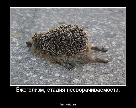 Ёжеголизм, стадия несворачиваемости.