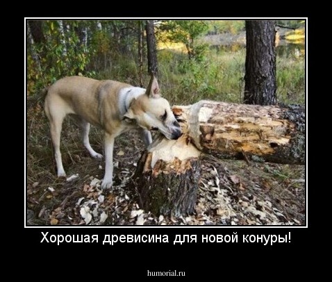 Хорошая древисина для новой конуры!