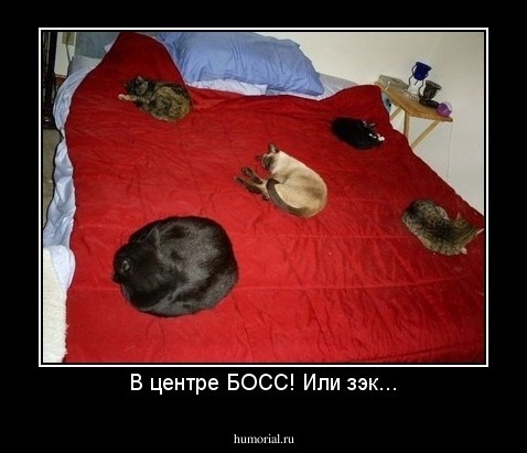 В центре БОСС! Или зэк...