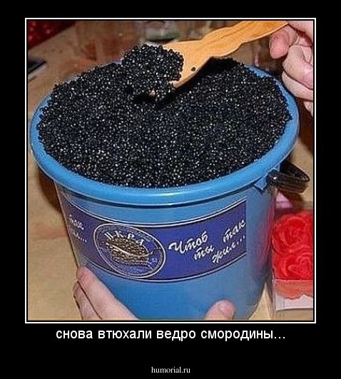снова втюхали ведро смородины...