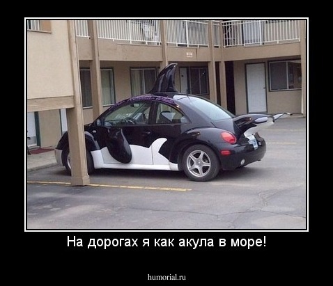На дорогах я как акула в море!