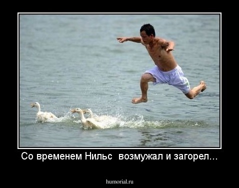 Со временем Нильс  возмужал и загорел...