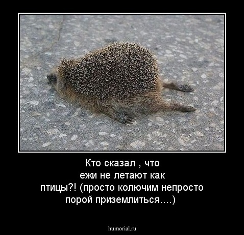 Кто    сказал , что ежи не летают как птицы?!
(просто  колючим  непросто  порой приземлиться....)
