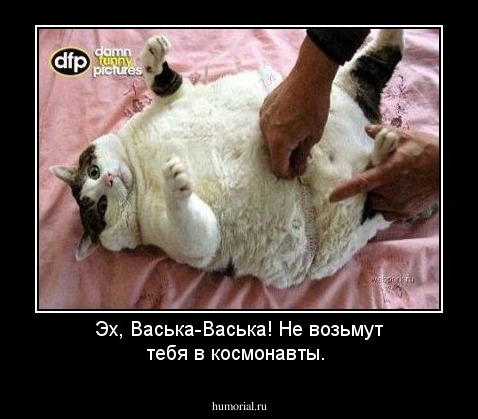 Эх, Васька-Васька! Не возьмут тебя в космонавты.