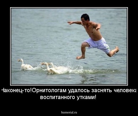 Наконец-то!Орнитологам удалось заснять человека воспитанного утками!