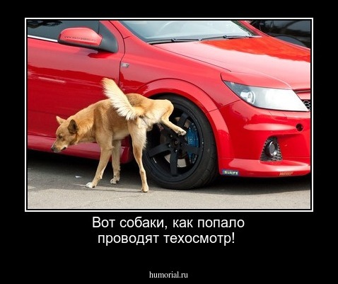 Вот собаки, как попало проводят техосмотр!