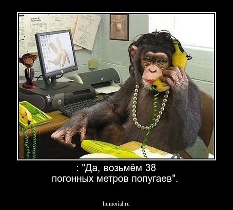  : "Да, возьмём 38 погонных метров попугаев".