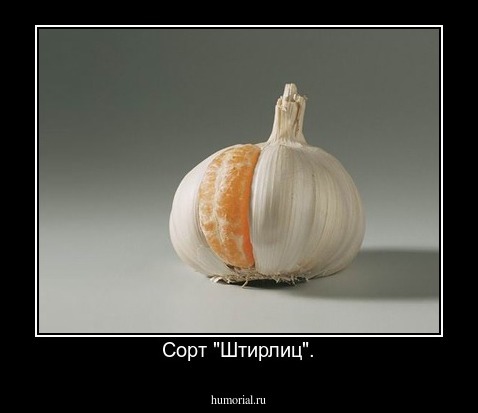 Сорт "Штирлиц".