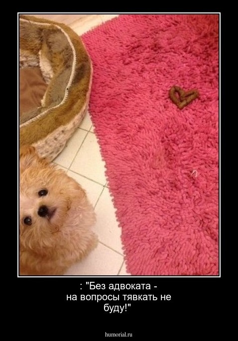  : "Без адвоката - на вопросы тявкать не буду!"
