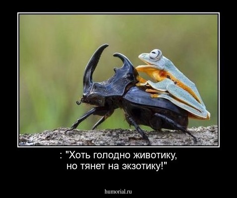  : "Хоть голодно животику,  но тянет на экзотику!"